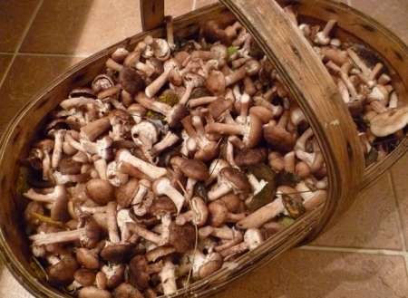В лесах России из-за аномально теплой зимы выросли грибы
