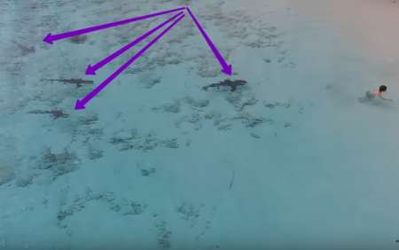 На Багамах мальчику чудом удалось спастись от четырех акул. ВИДЕО