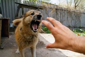 У Тернополі на людей нападають бездомні собаки