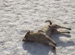 У Кременці в центрі міста жорстоко вмирали тварини (відео)