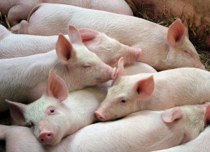 На Тернопільщині серед свиней зафіксували спалахи африканської чуми