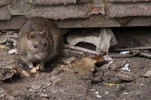 Тернополяни скаржаться на велику кількість щурів в центрі міста