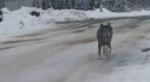 На Тернопільщині селом гуляв вовк (фото, відео)