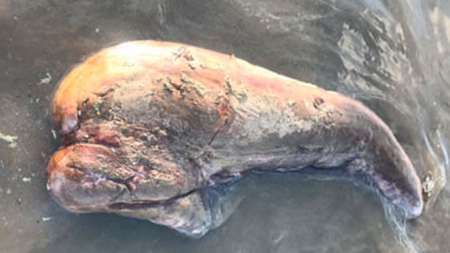 В Австралии на берег выбросило морское чудовище без глаз