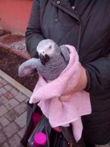 У Тернополі на вулиці знайшли унікальну екзотичну птаху (фото)