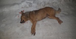 У Тернополі невідомий розстріляв собаку