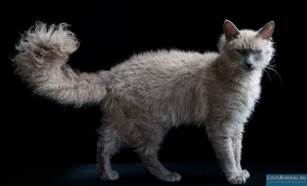 Неймовірні породи кішок, які коштують цілий статок (фото)