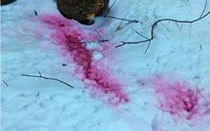 У Тернополі «рожевим снігом» труять тварин та людей