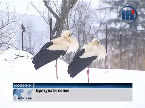 Тернополяни масово рятують лелек (відео)