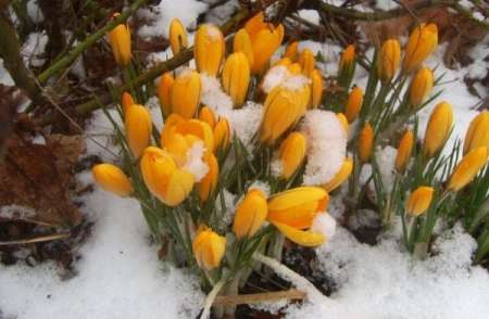 Когда придет весна в Москву: Климатологи назвали дату климатической весны