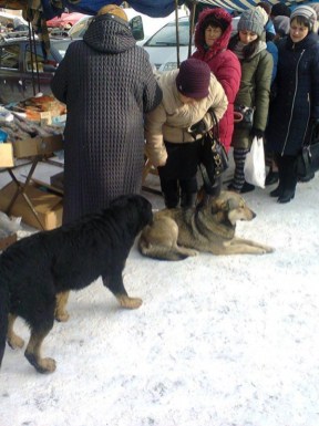 Жителі Бережан скаржаться на небезпечних безпритульних собак
