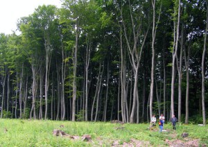 В лісі на Тернопільщині зникли дерева на півмільйона гривень