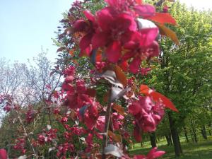 Не Ужгородом єдиним: у Тернополі зацвіли райські яблуні (ФОТО)