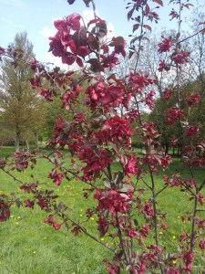 Не Ужгородом єдиним: у Тернополі зацвіли райські яблуні (ФОТО)