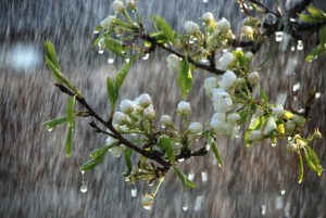 Тернопільщину очікує тиждень весняних дощів