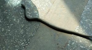 У Тернополі на СТО привезли автомобіль із змією (ФОТО, ВІДЕО)