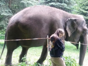 У Тернополі на траві пасеться величезна 5-тонна слониха (ФОТО, ВІДЕО)