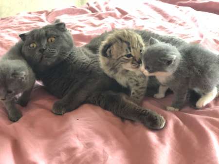 В Приморье кошка взяла на воспитание новорожденного рысенка