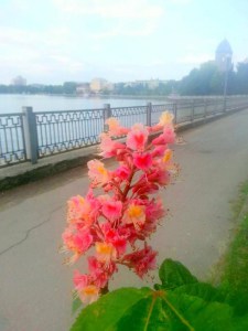 Чому у Тернополі не цвітуть привезені з Польщі рожеві каштани?