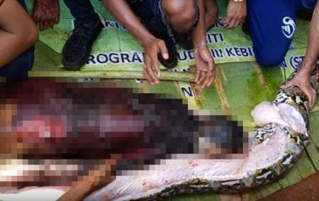 В Индонезии 8-метровый питон целиком проглотил 54-летнюю женщину