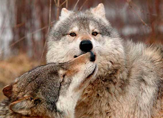 На Тернопільщині у вовка виявили сказ. Визначили неблагополучні та загрозливі села
