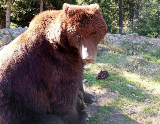 Браконьєри у Карпатах вбили ведмедицю. Ведмежа дивом врятувалося (ФОТО)