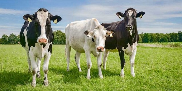 На Тернопільщині злодії викрали з пасовища корів