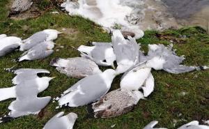 Трагедія на березі ставу у Тернополі: люди виявили понад 100 мертвих птахів (ФОТО)