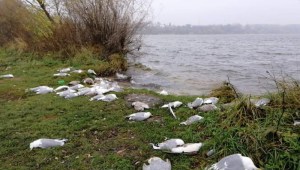 Трагедія на березі ставу у Тернополі: люди виявили понад 100 мертвих птахів (ФОТО)