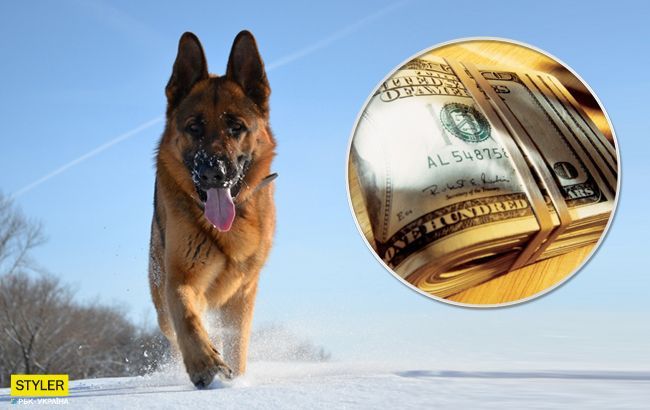 Пес з прогулянки приніс господарям 7000 доларів