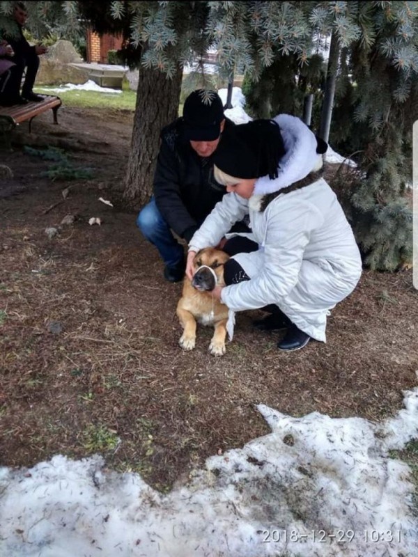 “Ганьба шкуродерам”: на Тернопільщині труять безпритульних собак (ФОТО)