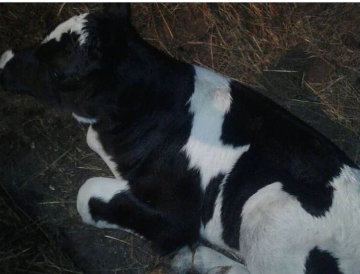 Володька із “VIP-Тернопіль” приголомшив розповіддю про пологи своєї корови (ФОТО)