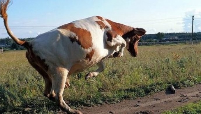 На Тернопільщині скажена корова поставила “на вуха” усе село