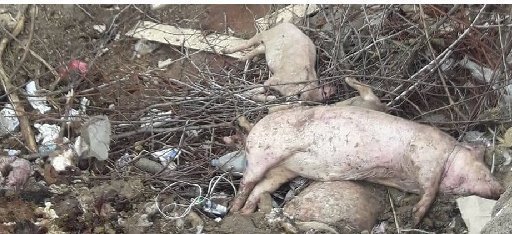 На Тернопільщині туші мертвих свиней гниють під відкритим небом