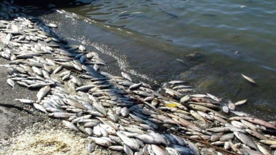 На Тернопільщині у ставку масово вимерла риба (ВІДЕО)