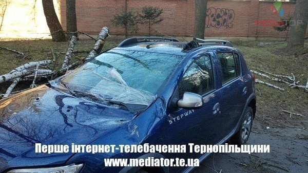 У Тернополі дерево впало і побило автомобіль (ФОТО)