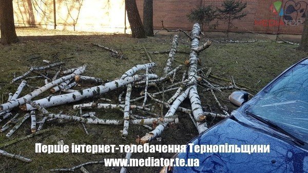 У Тернополі дерево впало і побило автомобіль (ФОТО)