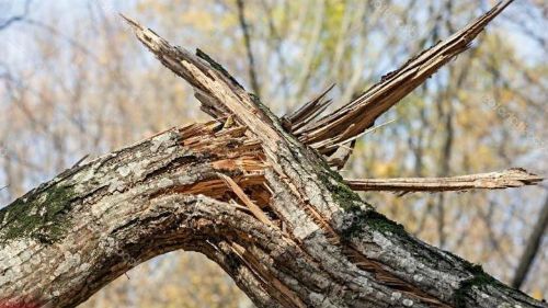 Дерево упало на трактор – загинув чоловік, який заготовляв дрова