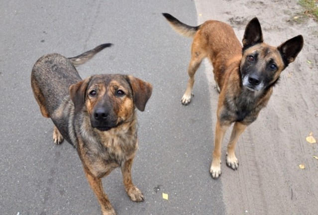 У Тернополі порахували безпритульних собак (ВІДЕО)