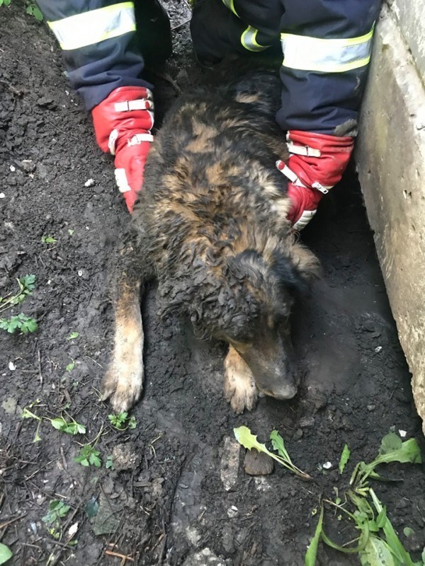 У Тернополі собачка застряг під стіною будівлі (ФОТО)