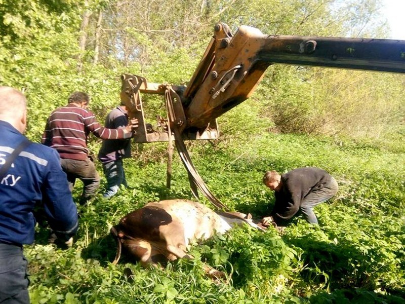 На Тернопільщині корова впала у колодязь (ФОТО)