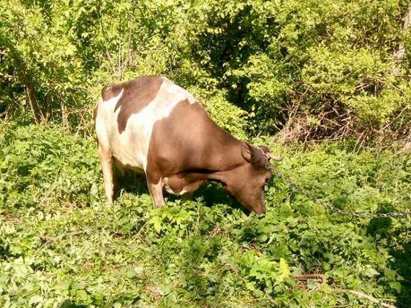 На Тернопільщині корова впала у колодязь (ФОТО)