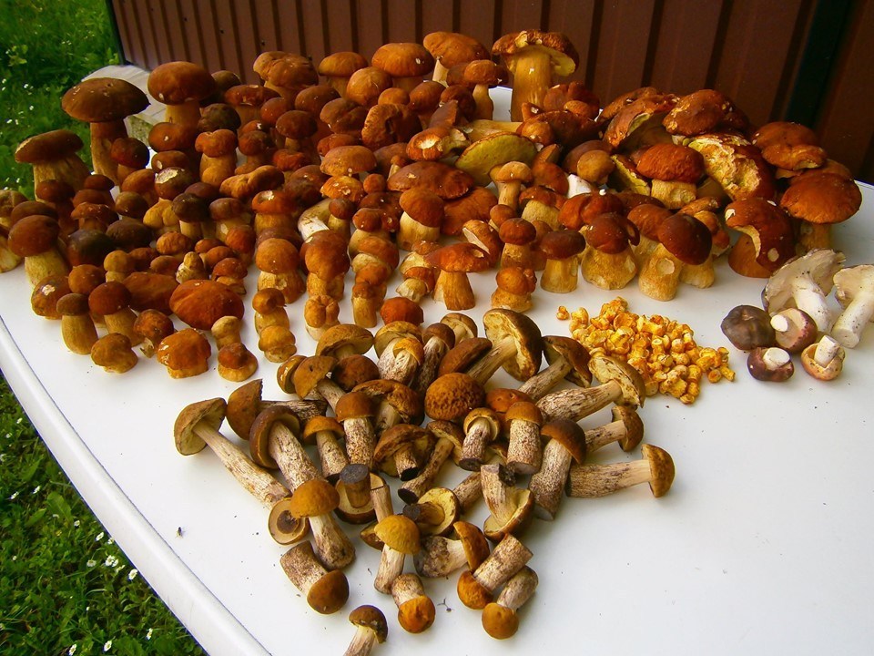 На Тернопільщині жінка назбирала майже дві сотні білих грибів