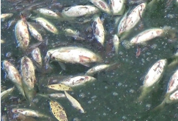 Екоінспекція з’ясувала, чому у Тернополі загинула риба