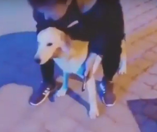 Тварина — не іграшка: на Тернопільщині хлопець жорстоко повівся з собакою (ВІДЕО)
