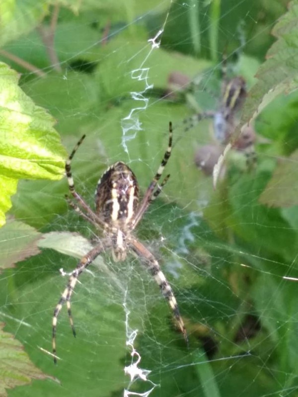 На Тернопільщині людям загрожує отруйний павук (ФОТО)