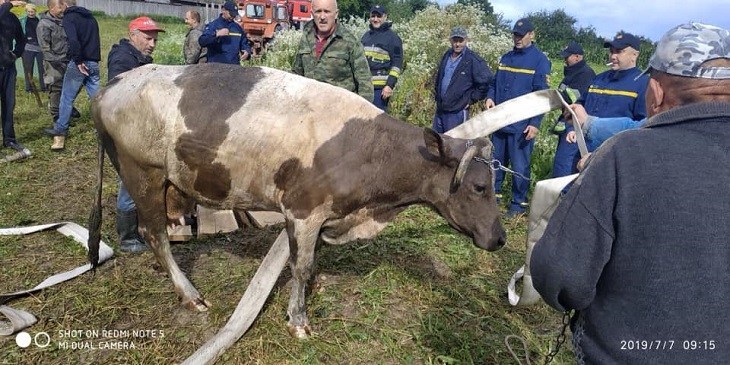 На Тернопільщині рятували корову, яка потрапила у криницю (ФОТО)