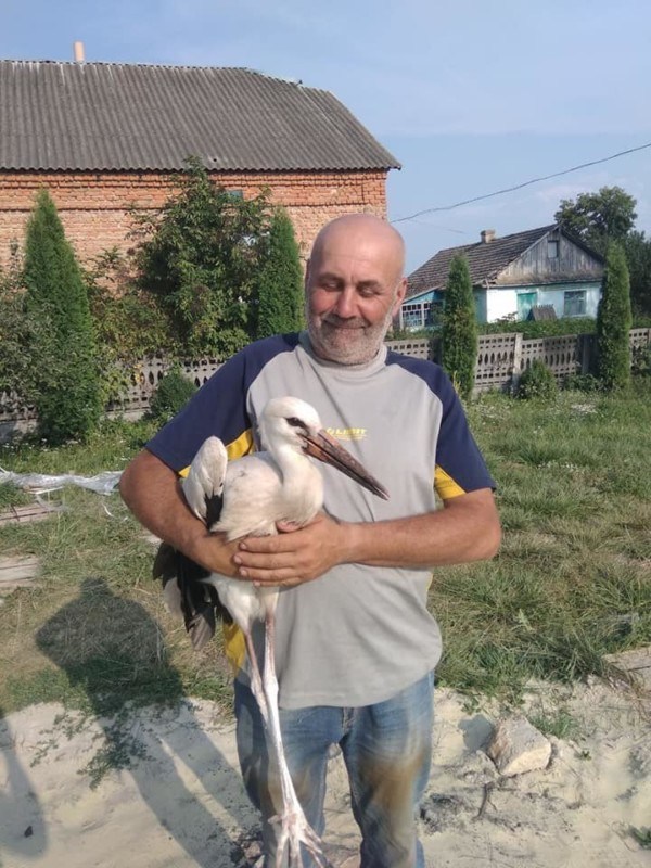 На Тернопільщині травмований лелека впав на церковне подвір’я (ФОТО)