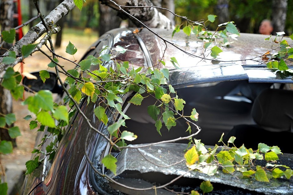 У Тернополі дерево розтрощило автомобіль: ремонт коштує від 1000 доларів (ФОТО)