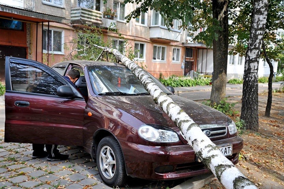 У Тернополі дерево розтрощило автомобіль: ремонт коштує від 1000 доларів (ФОТО)